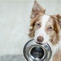 犬の散歩直後にご飯…