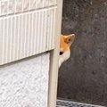 犬が走り去ったかと…