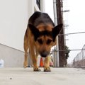 捨てられた孤独なシ…
