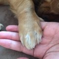 犬の爪切り頻度｜切る時期のや切り方のコツを解説