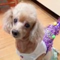飼い主を亡くし『毎…