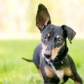 犬に『あだ名』を使…