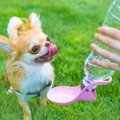 犬が散歩中に水を飲…