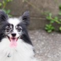 『老犬』って何歳か…