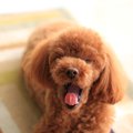 犬が『飼い主の帰宅…