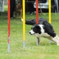 運動が大好きな犬種4…