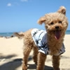 犬と旅行してわかっ…