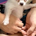 友人が『子犬を飼い…