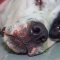 犬の体に『しこり』…