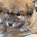 タヌキのようにコロ…