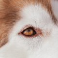 犬が目をしょぼしょ…