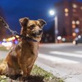 犬の『夜のお散歩』…
