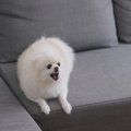 犬が突然『攻撃的』…