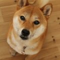 犬を幸せにできる飼…