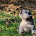 犬が突然吠えるよう…