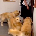 女の子が学校から帰…