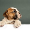 『幸せじゃない犬』…