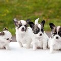 子犬が並ぶペットシ…