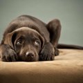 犬がする『奇妙で怖…