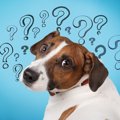 犬が困っている『飼…