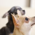 犬のしつけに体罰は…