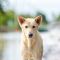 犬のために用意して…