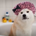  気軽で簡単！犬のド…