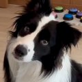 世界一知能が高い犬…