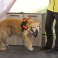 働く犬の適性を調査…