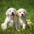 初めて子犬を迎える…