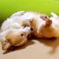 犬が大好きなお兄ち…