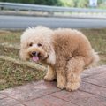 犬がうんちをする前…