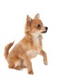 犬が前足を片方あげ…