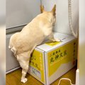 犬が『箱の上に登ろ…