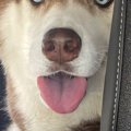 『車でお出かけでき…