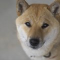 犬が『不安』になる…