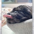 パグの可愛いところ…