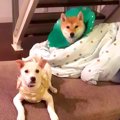 お姉ちゃん犬が『手…