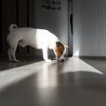 犬が『家の床を舐め…