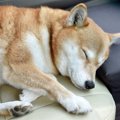 犬も病むことがある…