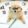 犬を飼うとかかるお…