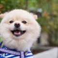 夏でも犬に服を着せ…