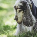 犬の16歳は人間に換…