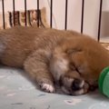 生後20日の柴子犬ち…