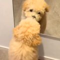 生まれて初めて『鏡…