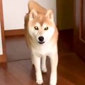 朝5時半、飼い主を起…