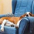 犬にとっての『くつ…