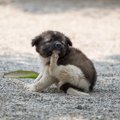 犬が顔を掻いている…