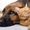 犬と猫は一緒に飼え…