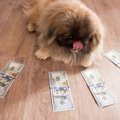 犬は実はお金好き？…